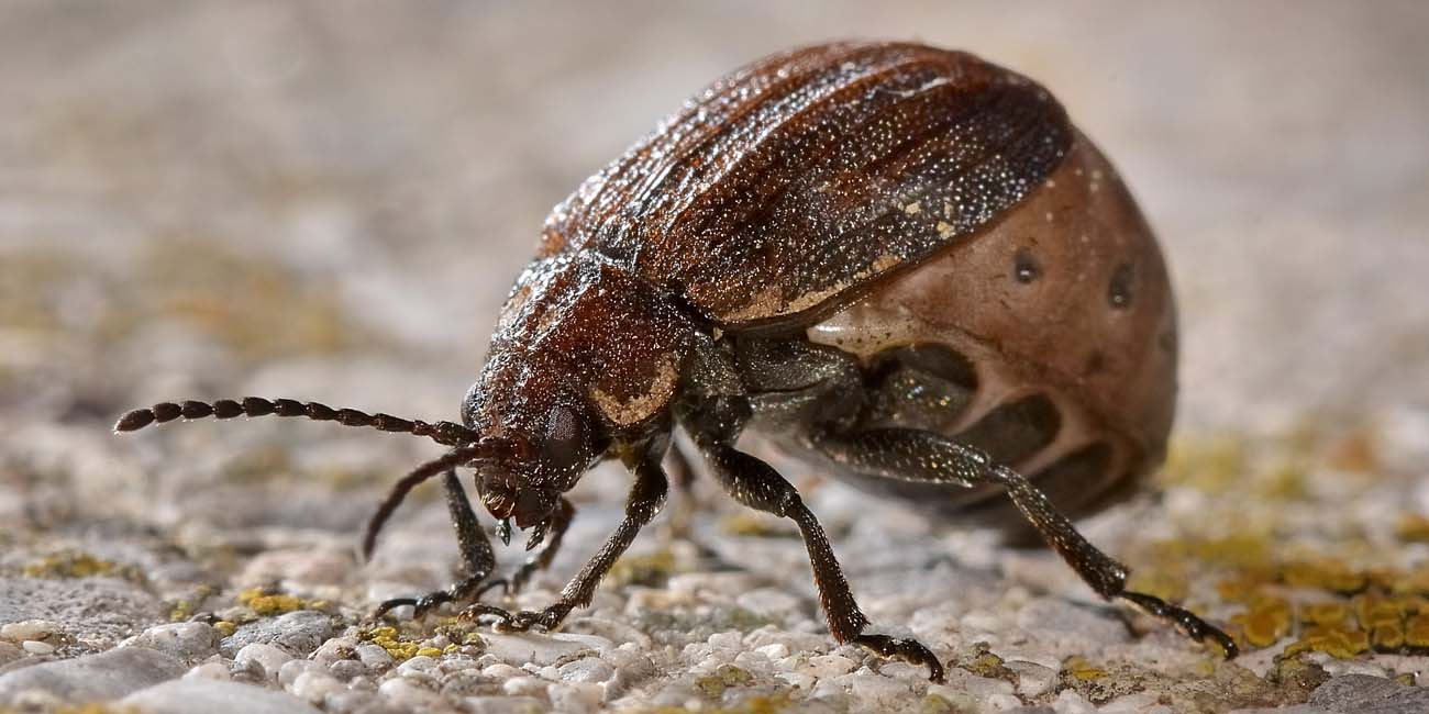 Galeruca interrupta?       No, Galeruca pomonae